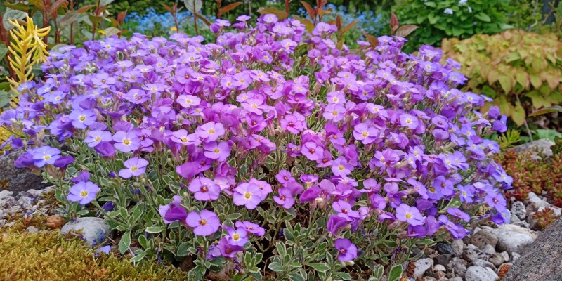 Aubrieta 'Silberland' Sinipadjake